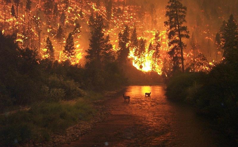 <img typeof="foaf:Image" src="http://statelibrarync.org/learnnc/sites/default/files/images/deerfire.jpg" width="1023" height="632" alt="deer flee a wildfire" />