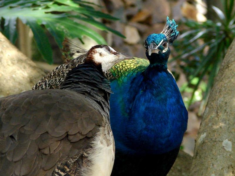 <img typeof="foaf:Image" src="http://statelibrarync.org/learnnc/sites/default/files/images/maleandfemalepeafowl.jpg" width="1022" height="768" alt="Male and female peacock" title="Male and female peacock" />