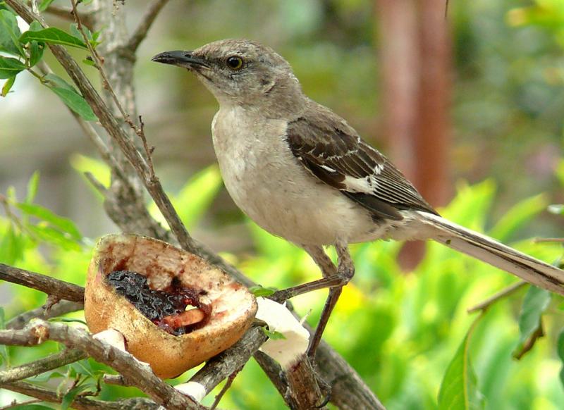 <img typeof="foaf:Image" src="http://statelibrarync.org/learnnc/sites/default/files/images/northernmockingbird.jpg" width="1024" height="745" alt="Northern mockingbird" title="Northern mockingbird" />