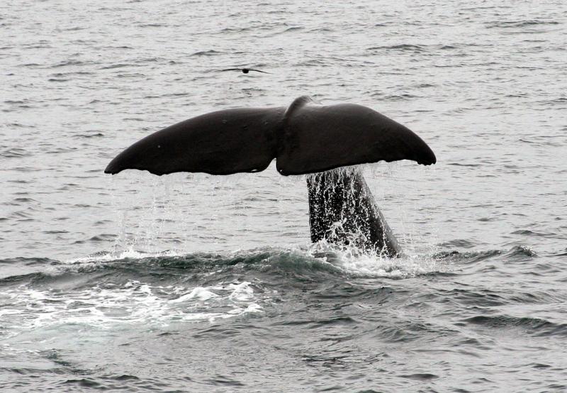 <img typeof="foaf:Image" src="http://statelibrarync.org/learnnc/sites/default/files/images/spermwhale.jpg" width="1024" height="709" alt="tail of a sperm whale" title="tail of a sperm whale" />