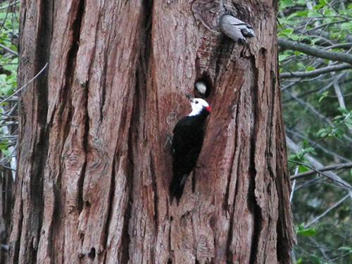 <img typeof="foaf:Image" src="http://statelibrarync.org/learnnc/sites/default/files/images/white-headedwoodpecker.jpg" width="500" height="375" alt="White-headed woodpecker" title="White-headed woodpecker" />