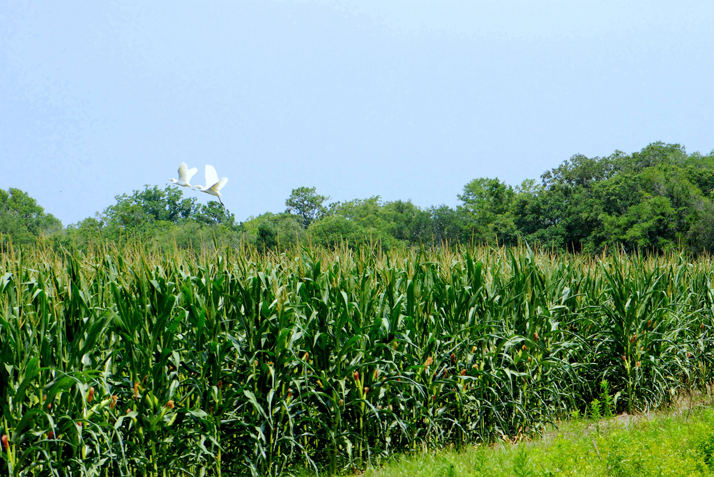 Two cattle egrets fly over the cornfield